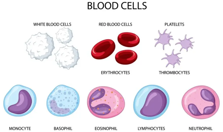 Understanding Basophils Normal Value & Functions
