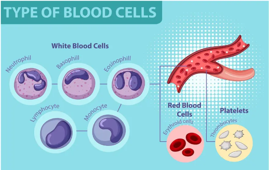 How to Increase Your WBC Count