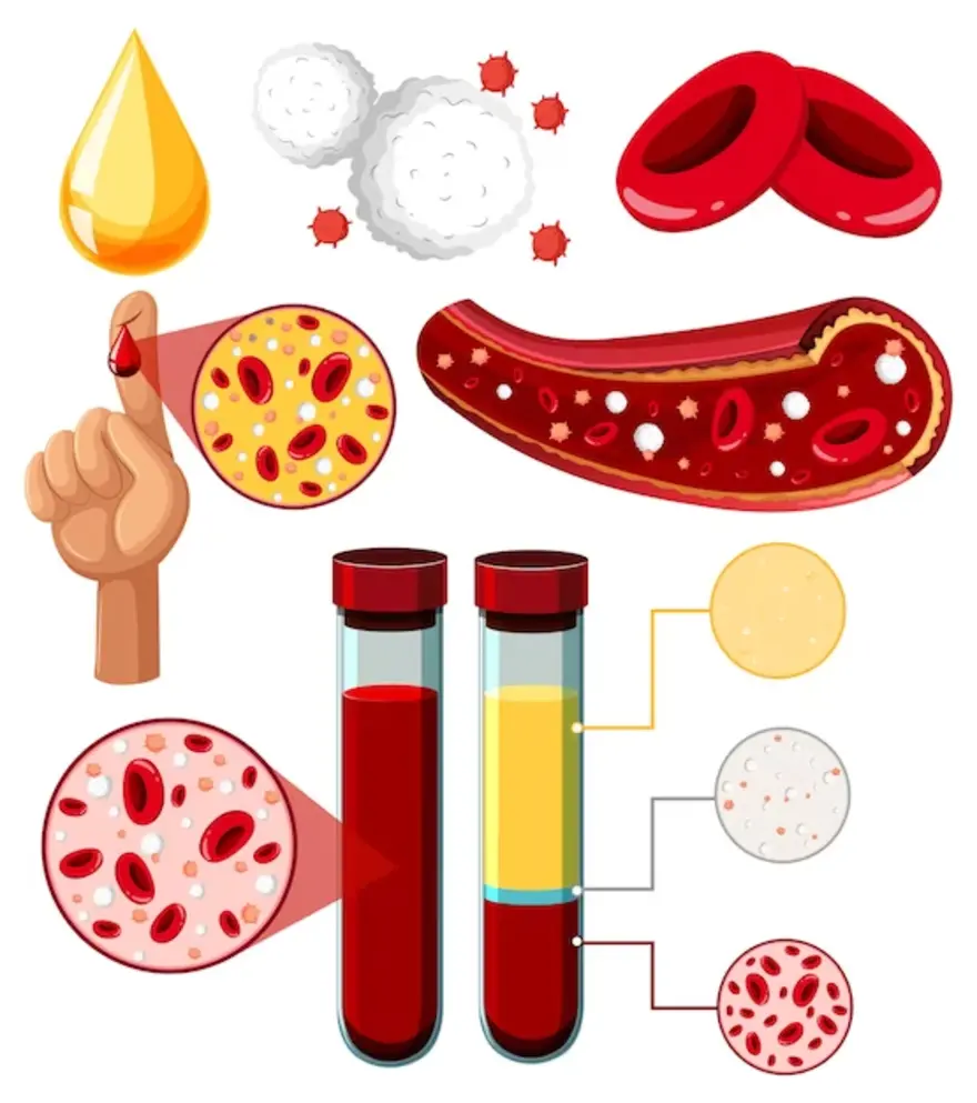 Insights and Analysis On MCH Blood Tests