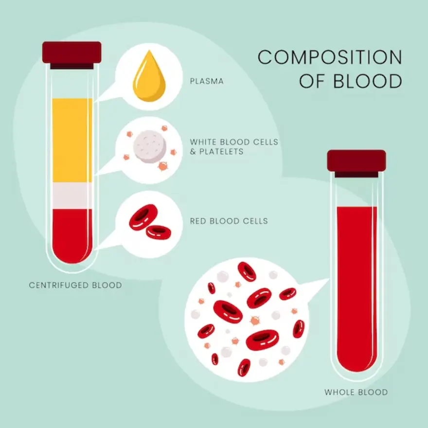 MCHC Blood Test and Normal Range